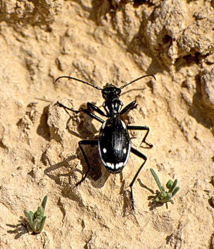 Anthia sexmaculata dalla Tunisia